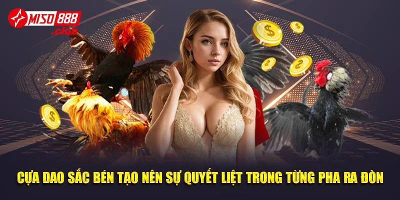 Cựa dao sắc bén tạo nên sự quyết liệt trong từng pha ra đòn