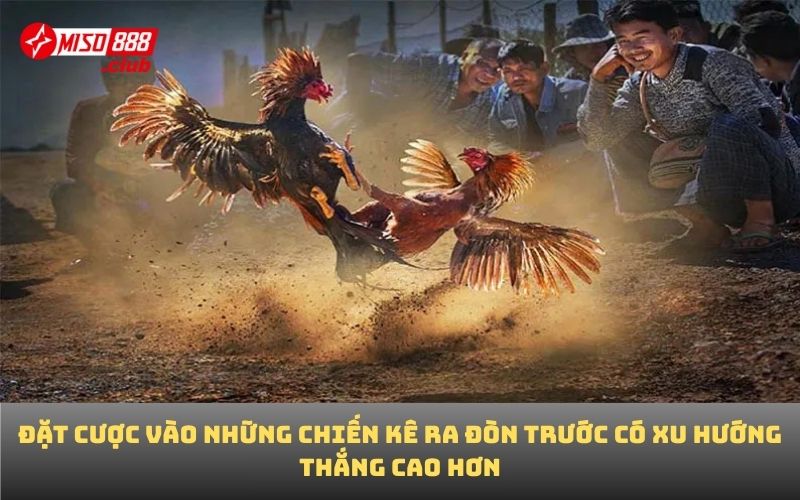 Đặt cược vào những chiến kê ra đòn trước có xu hướng thắng cao hơn