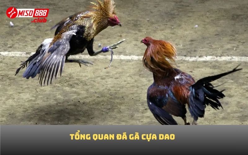 Tổng quan đá gà cựa dao