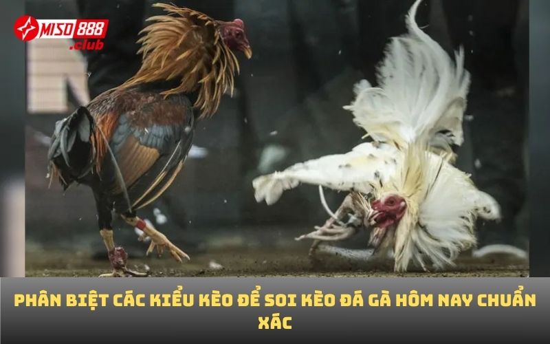 Phân biệt các kiểu kèo để soi kèo đá gà hôm nay chuẩn xác