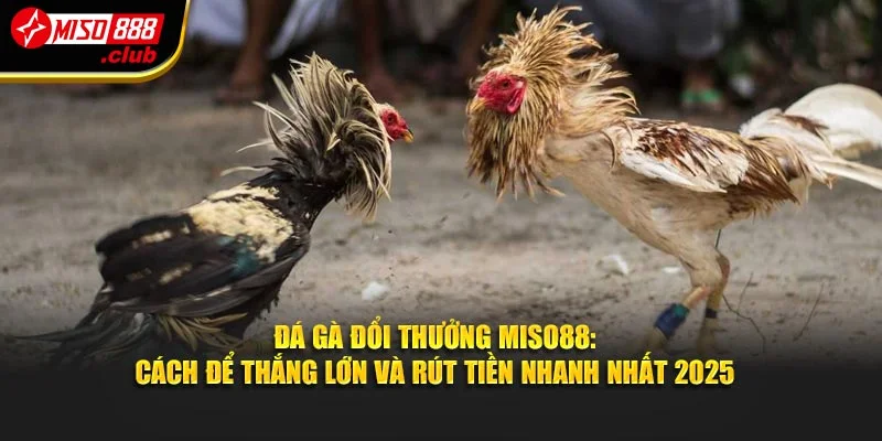 Đá Gà Đổi Thưởng MISO88 - Cách Để Thắng Lớn Và Rút Tiền Nhanh Nhất 2025