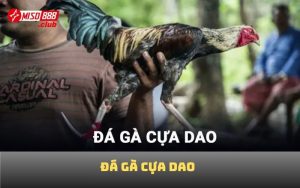Đá gà cựa dao