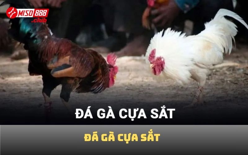 Đá gà cựa sắt