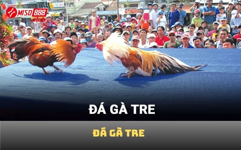 Đá gà tre