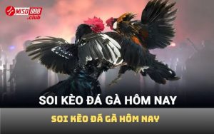 Soi kèo đá gà hôm nay
