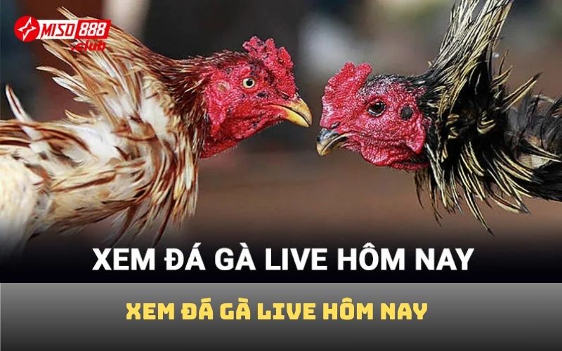Xem đá gà live hôm nay